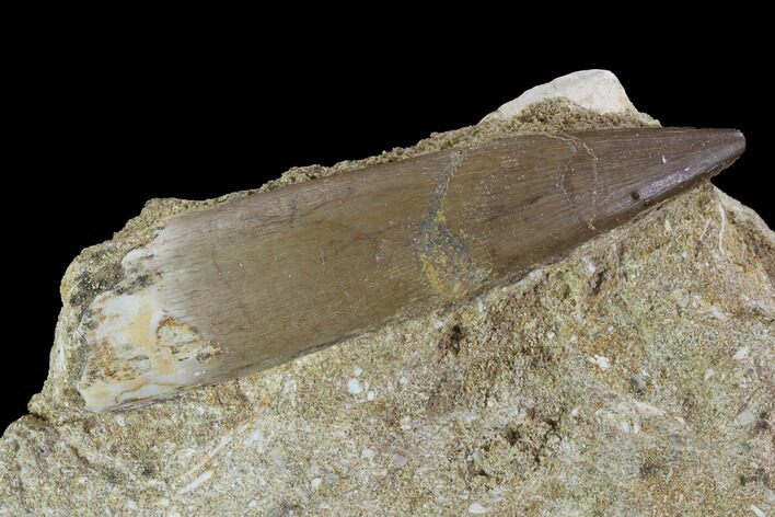 Fossil Plesiosaur (Zarafasaura) Tooth In Rock - Morocco #95105